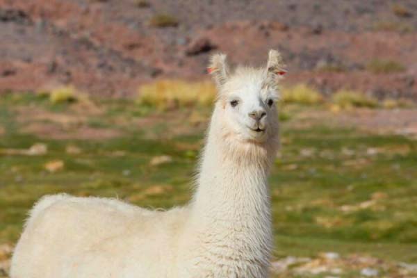 Faire une randonnée à dos de lama